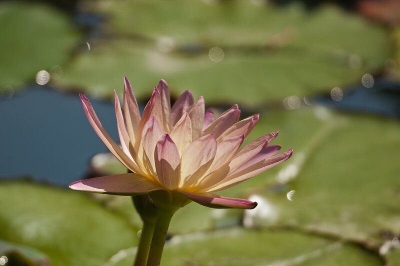Pink water lily in sunlight