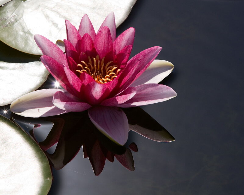 Pink water lily in sunlight