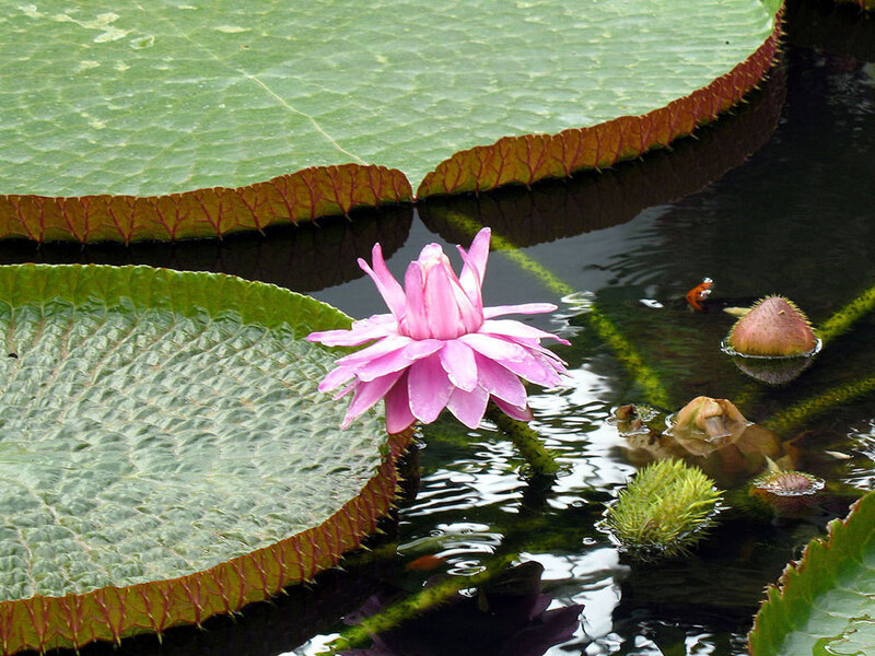 Pink water lily on a lily pad