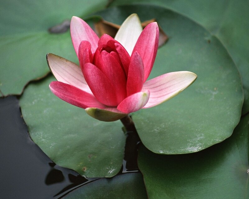 Pink water lily on a lily pad