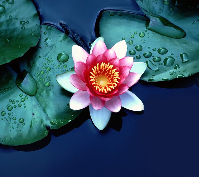 Pink water lily on a pond