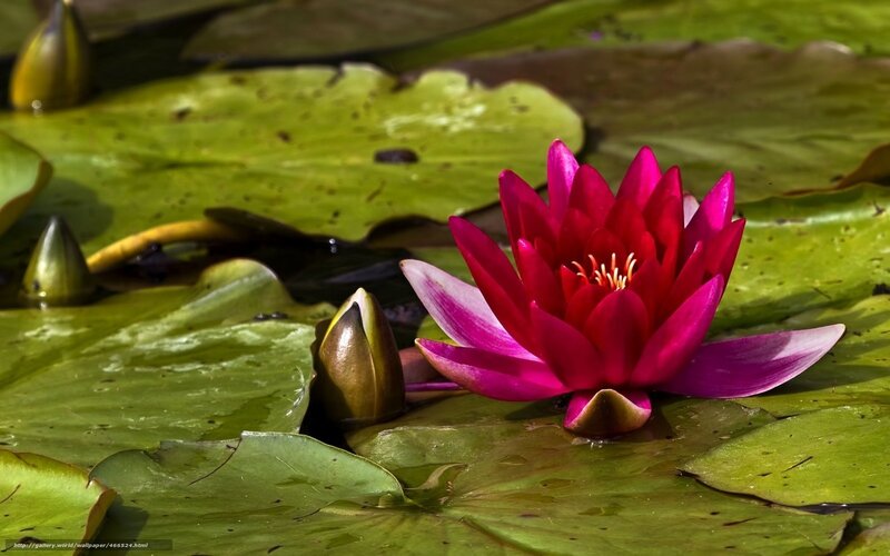 Pink water lily on a pond