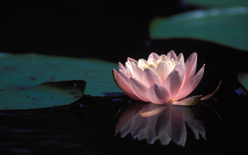 Pink water lily on dark pond