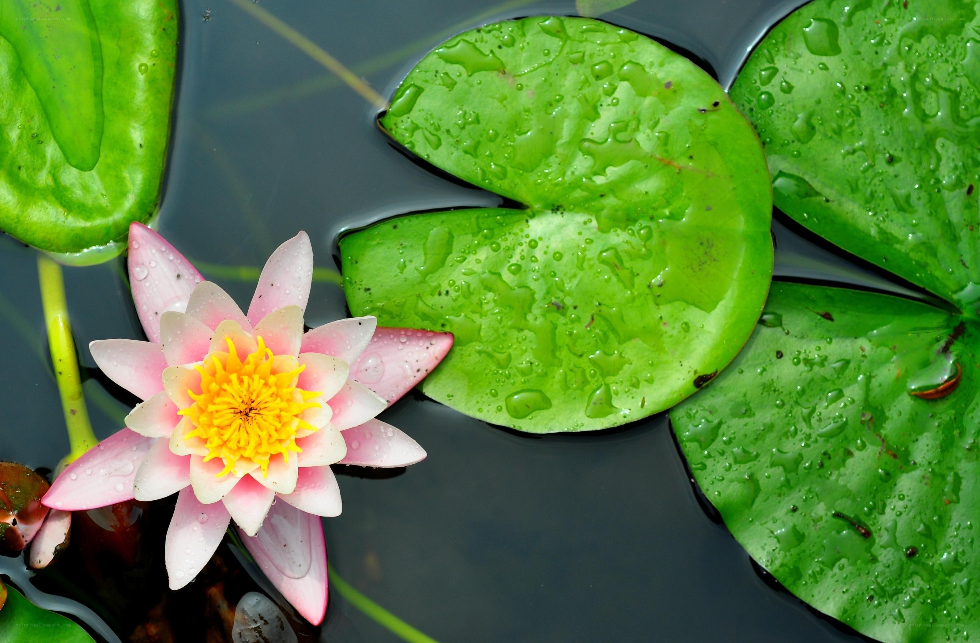Pink water lily on lily pads