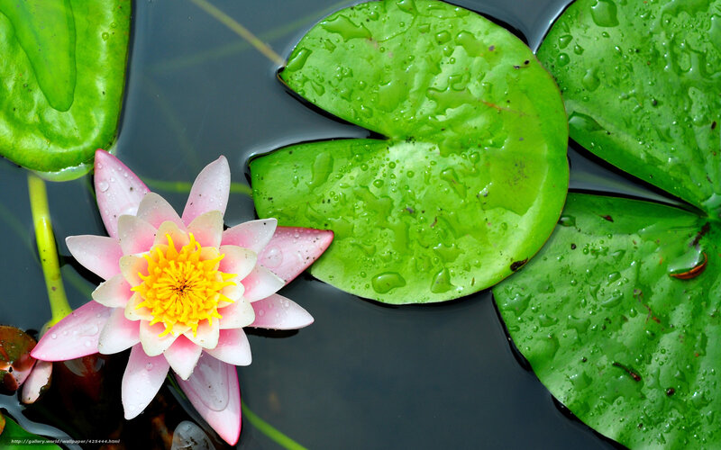 Pink water lily on lily pads
