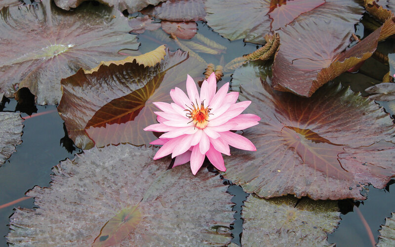 Pink water lily on lily pads