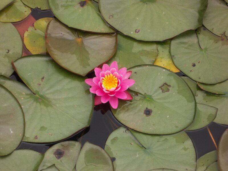 Pink water lily on lily pads