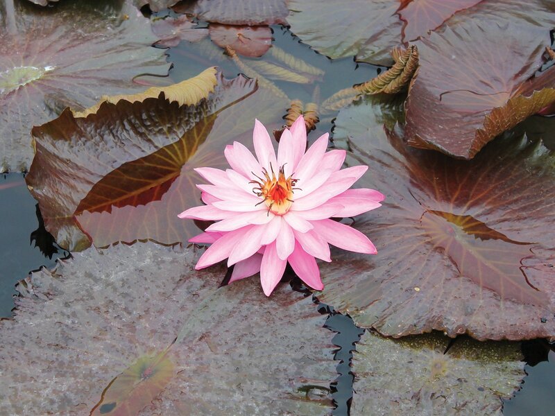Pink water lily on lily pads