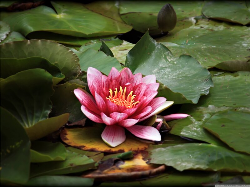 Pink water lily on lily pads