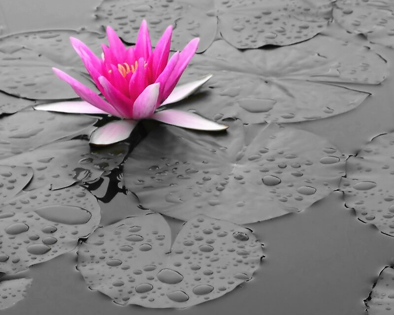 Pink water lily on lily pads