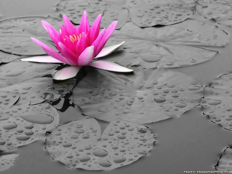 Pink water lily on lily pads