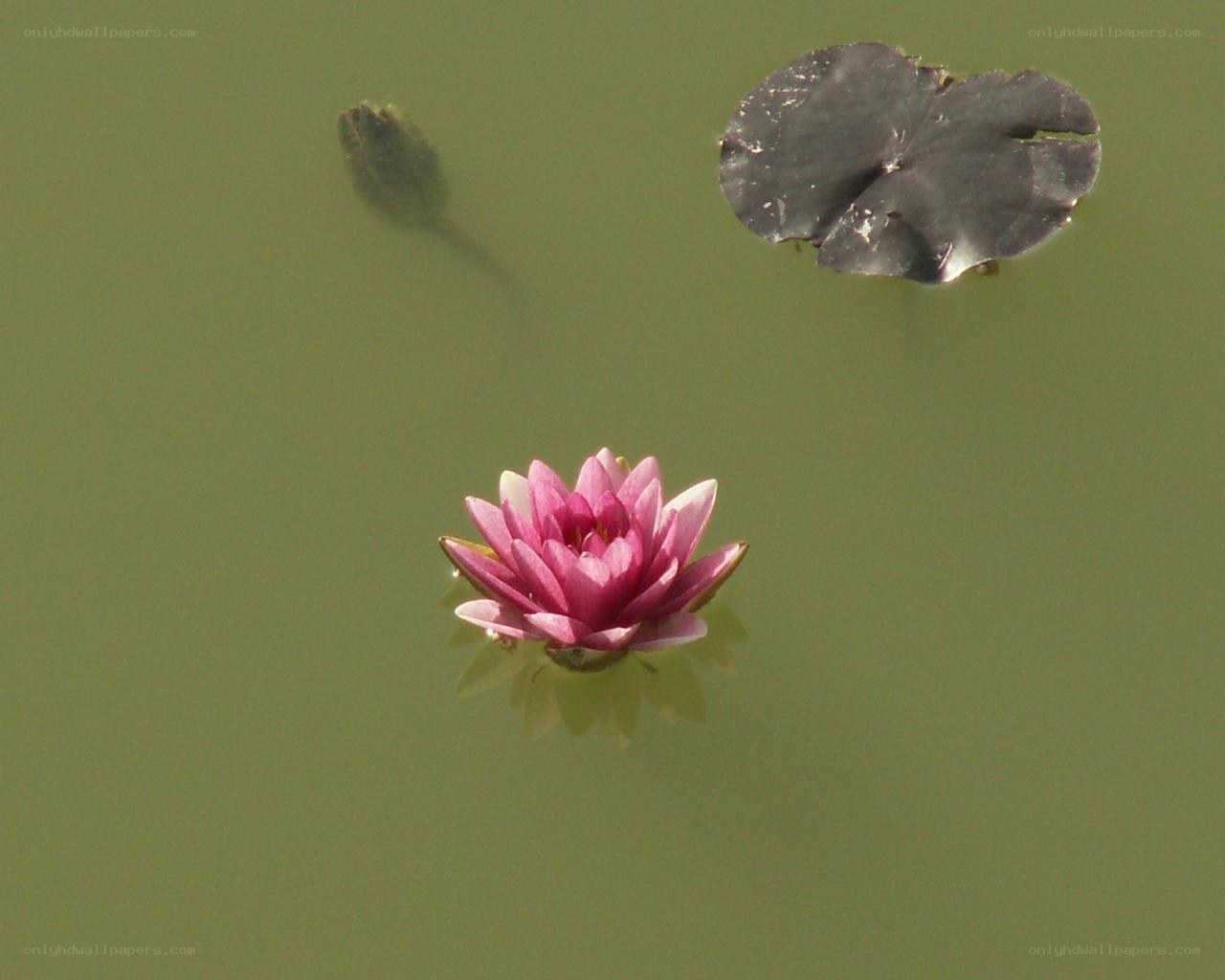 Pink water lily on pond
