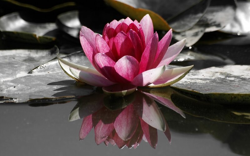Pink water lily on pond