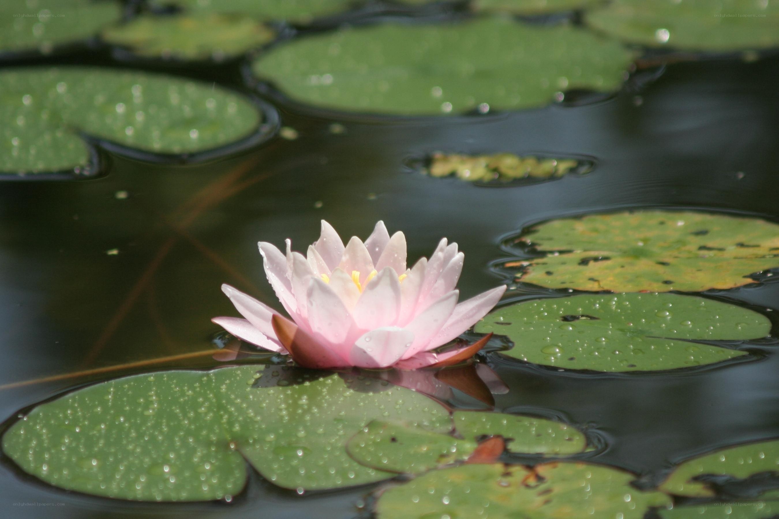 Pink water lily on pond