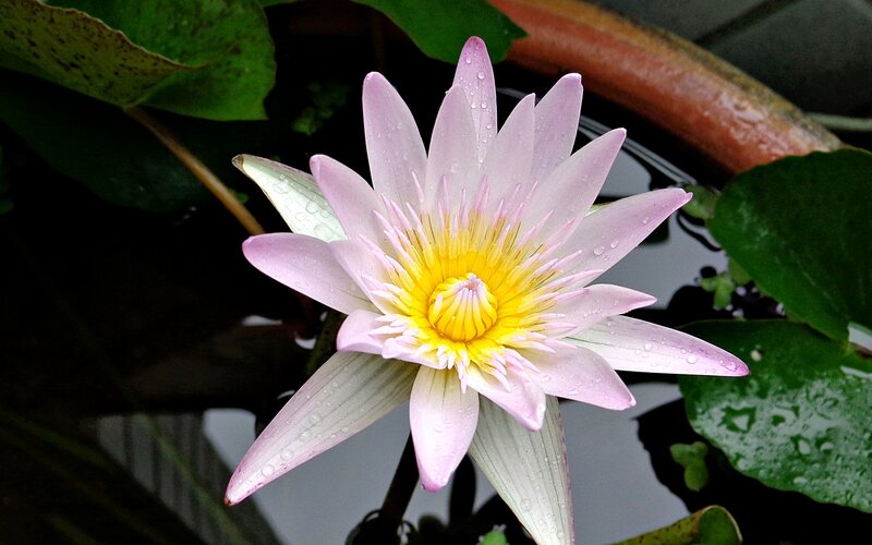 pink water lily with dewdrops