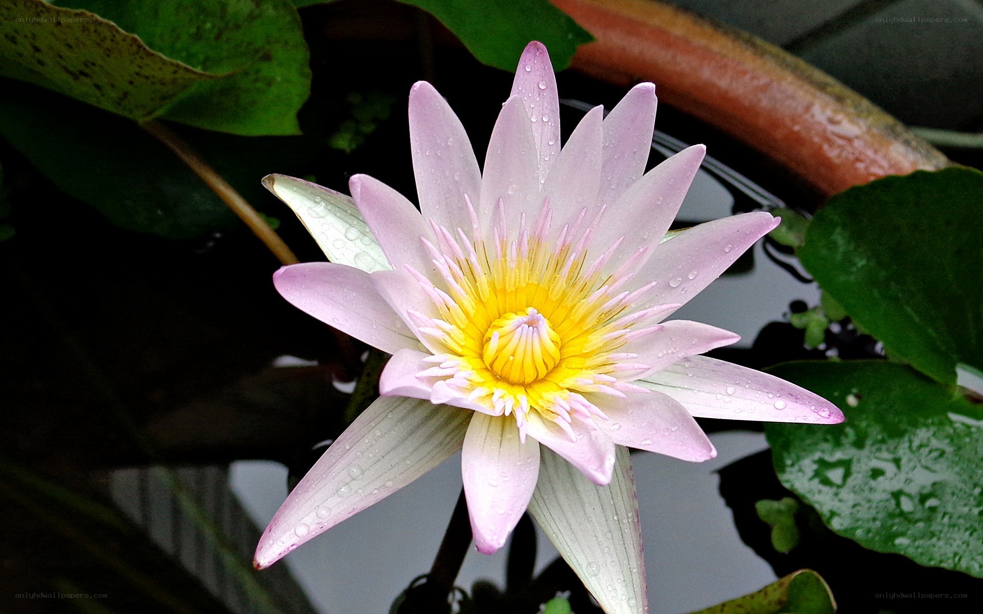pink water lily with dewdrops
