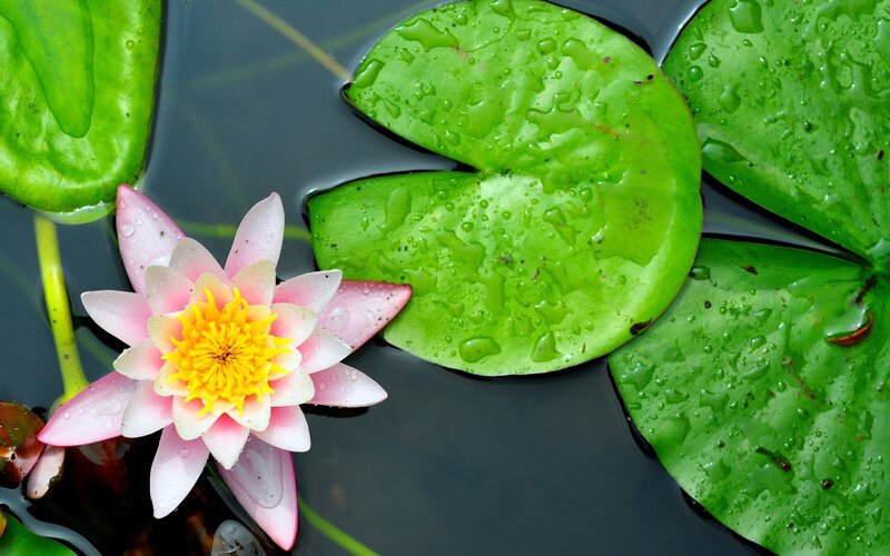 Pink water lily with green leaves