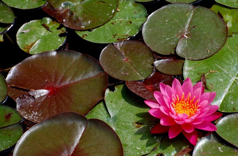 Pink water lily with lily pads