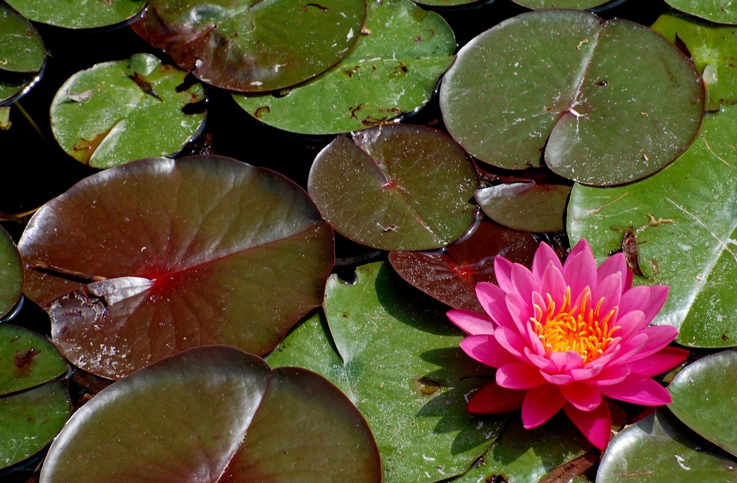 Pink water lily with lily pads