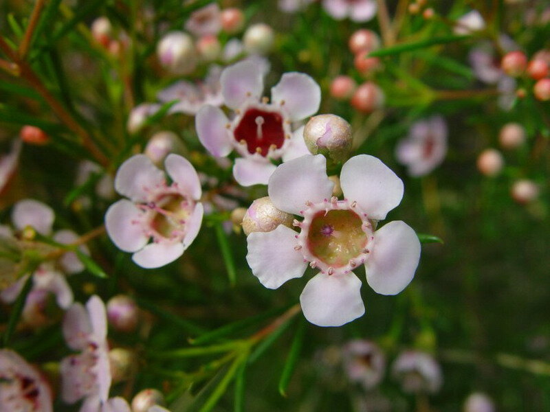 Pink Waxflower Blossoms