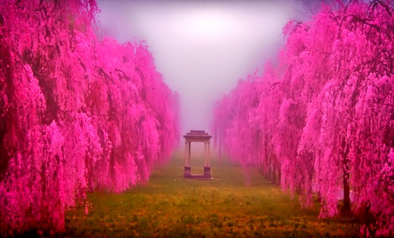 Pink Weeping Willow Trees