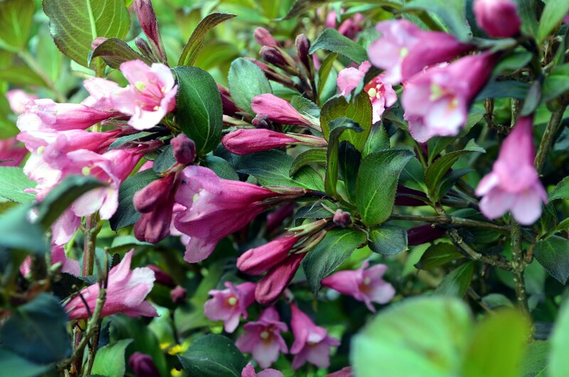 Pink Weigela Flowers — Calm