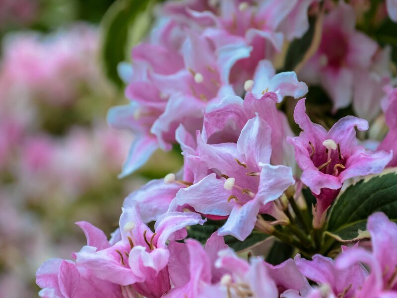 Pink Weigela Flowers