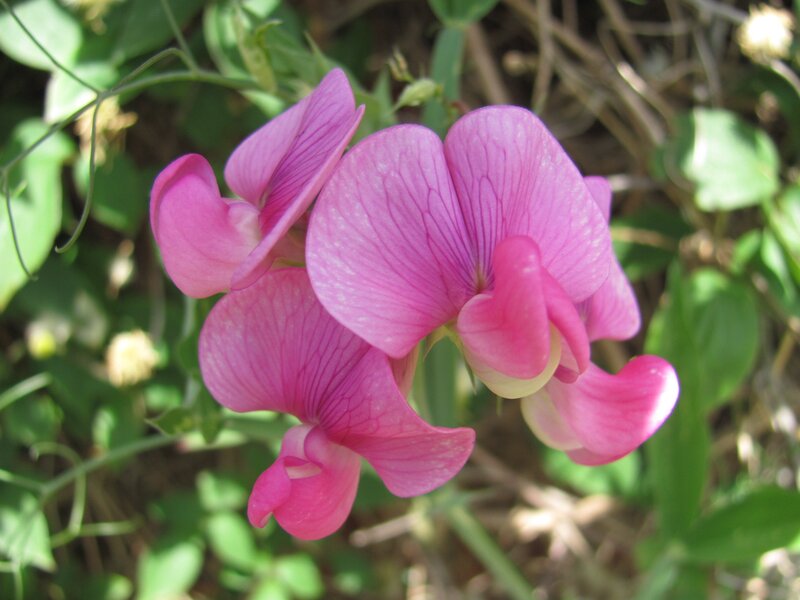 Pink wild pea flowers in bloom