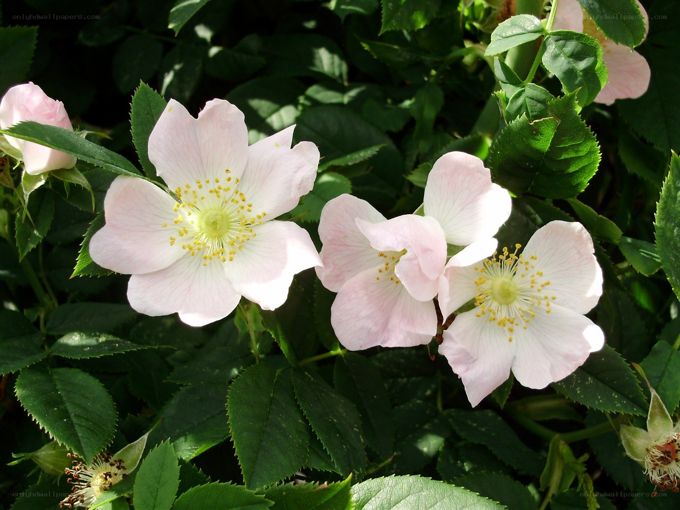 Pink wild rose blossoms