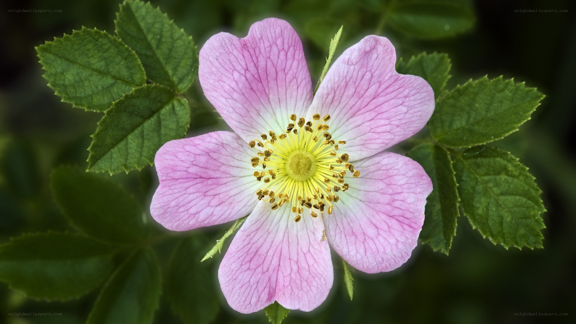 pink wild rose flower