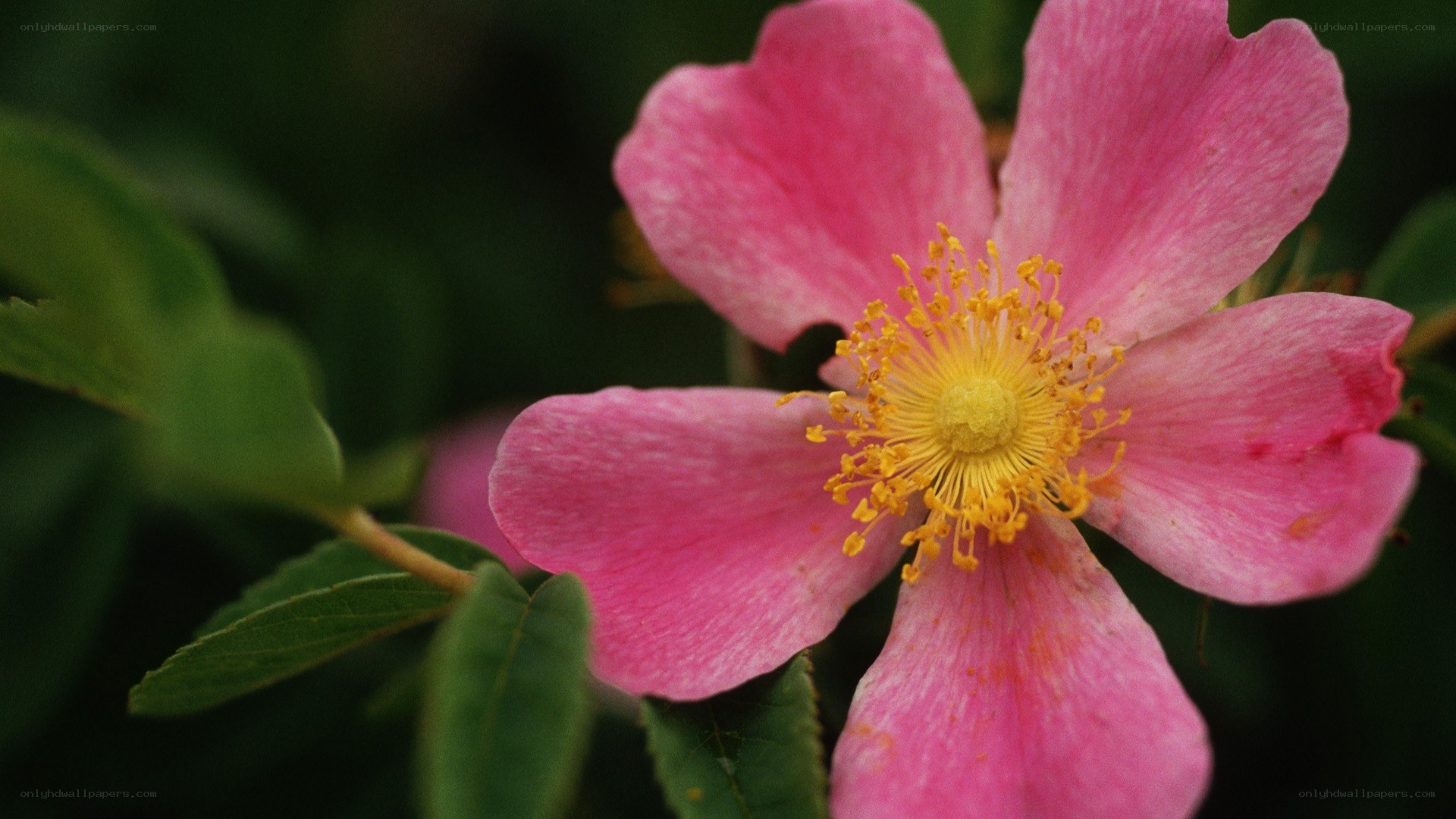 pink wild rose flower