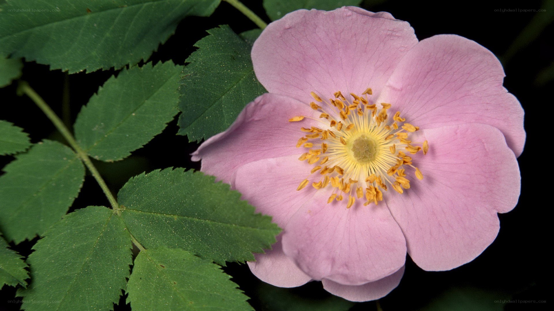 pink wild rose flower