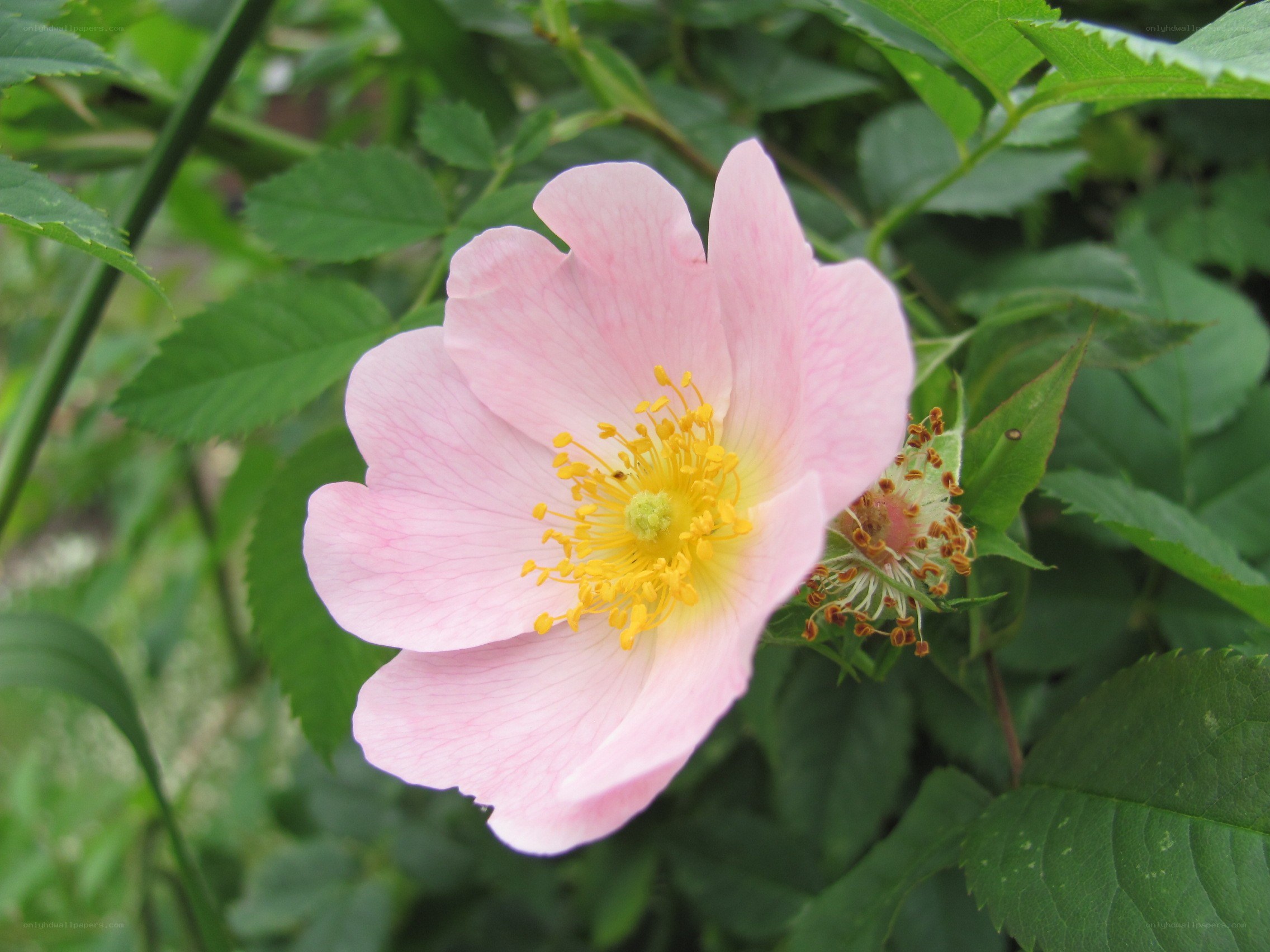 pink wild rose flower