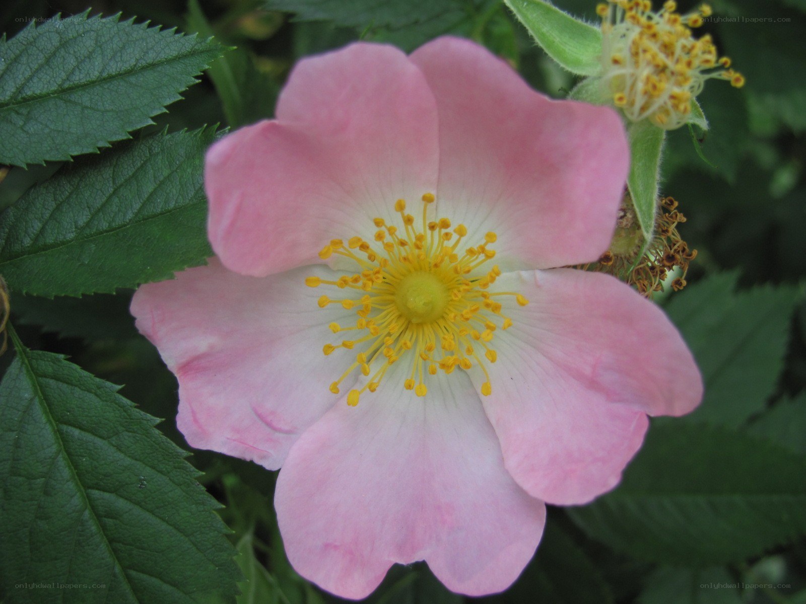 pink wild rose flower