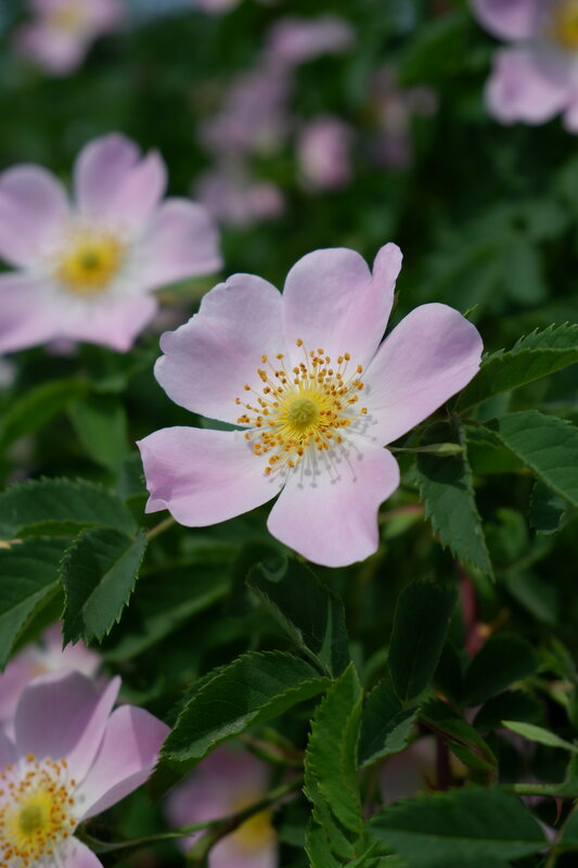 Pink Wild Rose Flower — Calm, Spring, Photograph, Green Leaves