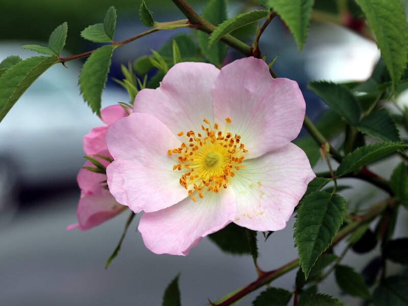 Pink Wild Rose Flower — Calm, Spring, Photograph