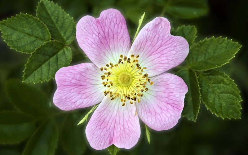 Pink Wild Rose Flower — Calm, Spring