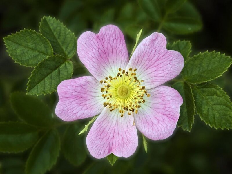 Pink Wild Rose Flower — Calm