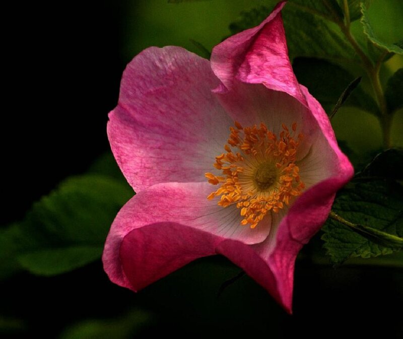 Pink Wild Rose Flower — Dramatic