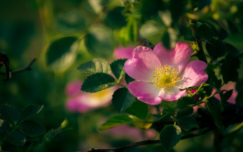 Pink Wild Rose Flower — Serene, Afternoon