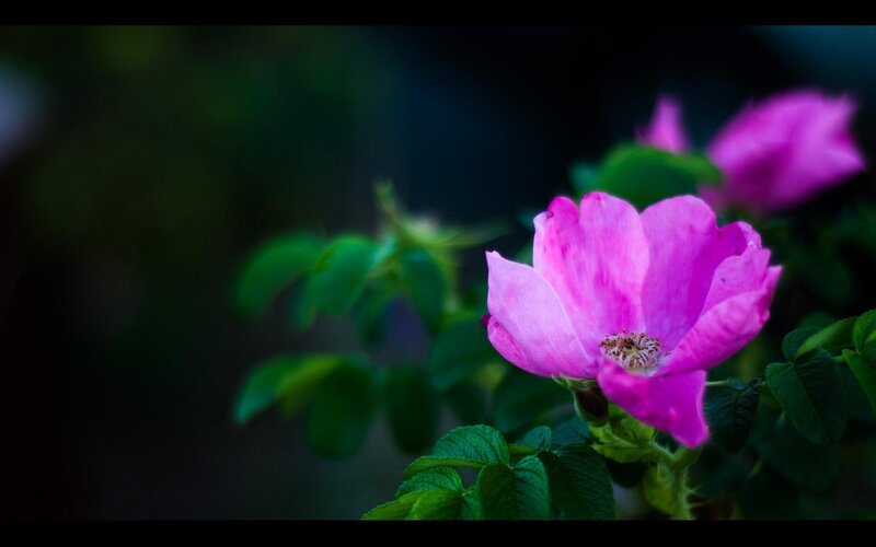 Pink Wild Rose Flower — Serene, Photograph