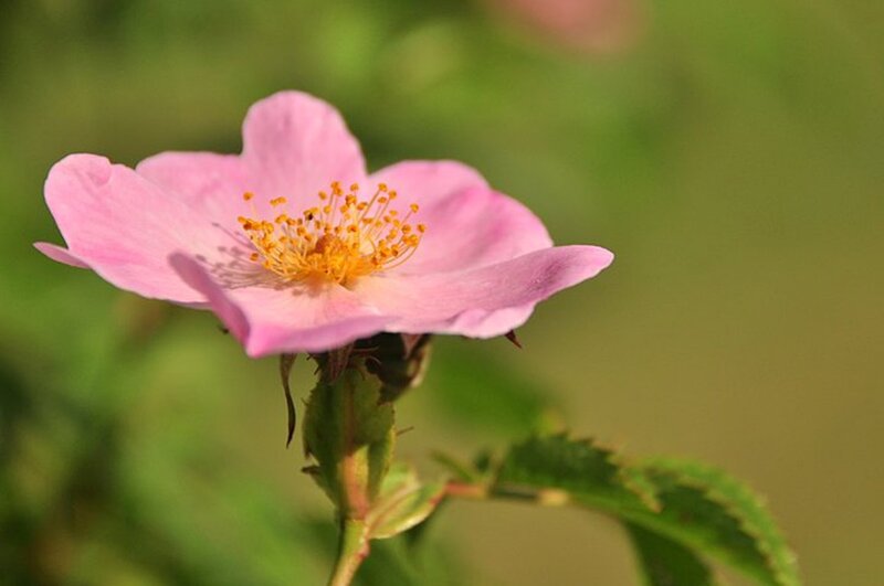 Pink Wild Rose Flower — Serene, Spring, Photograph