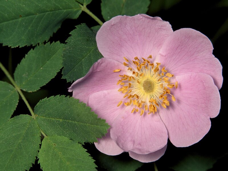 Pink Wild Rose Flower — Serene, Spring