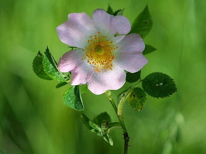 Pink Wild Rose Flower — Serene