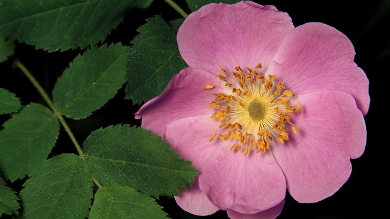pink wild rose flower