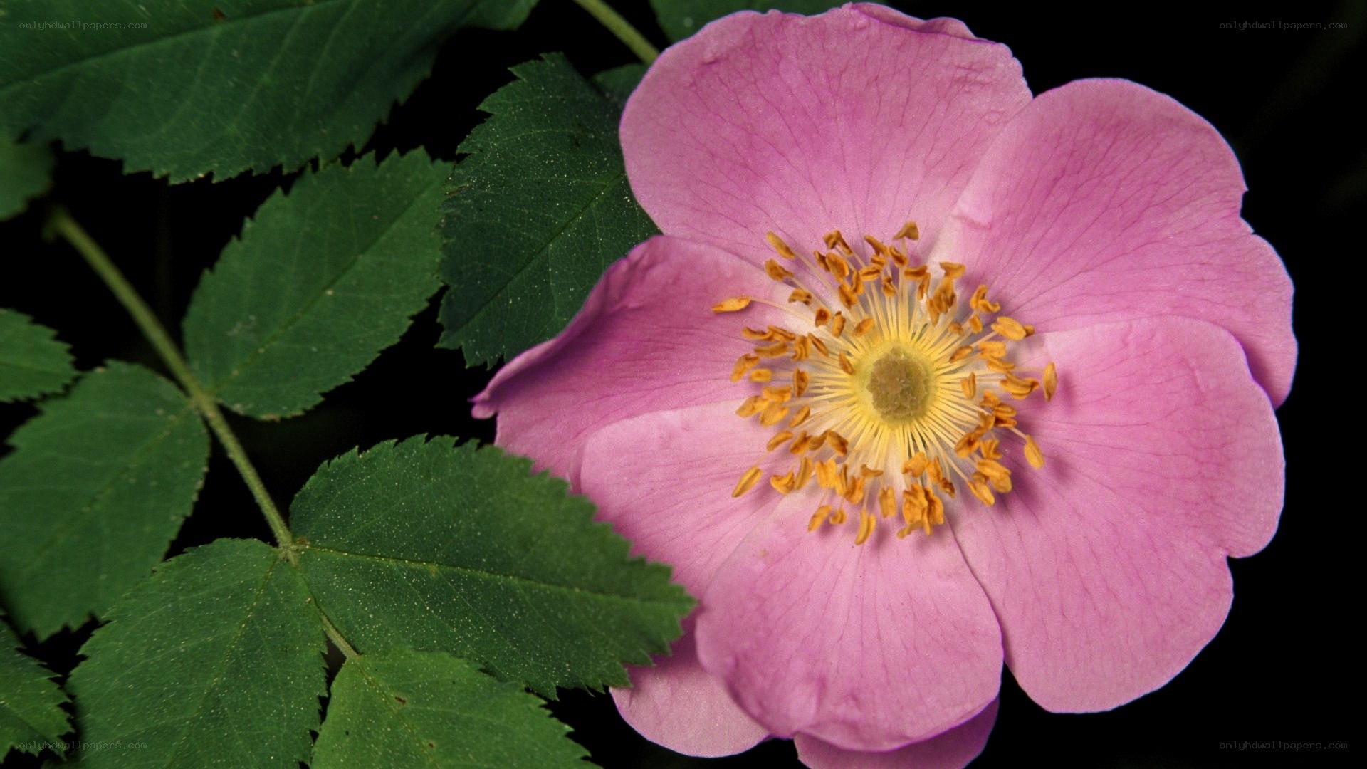 pink wild rose flower
