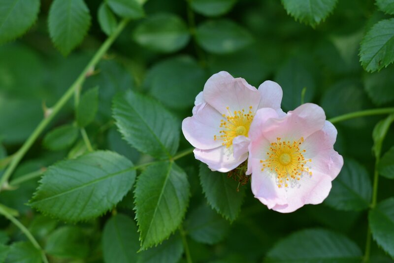 Pink Wild Rose Flowers — Serene, Spring