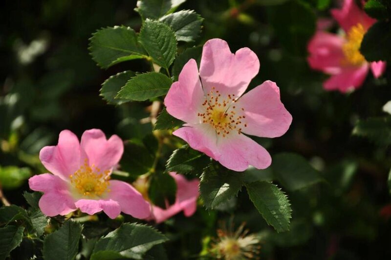 Pink Wild Rose Flowers — Serene