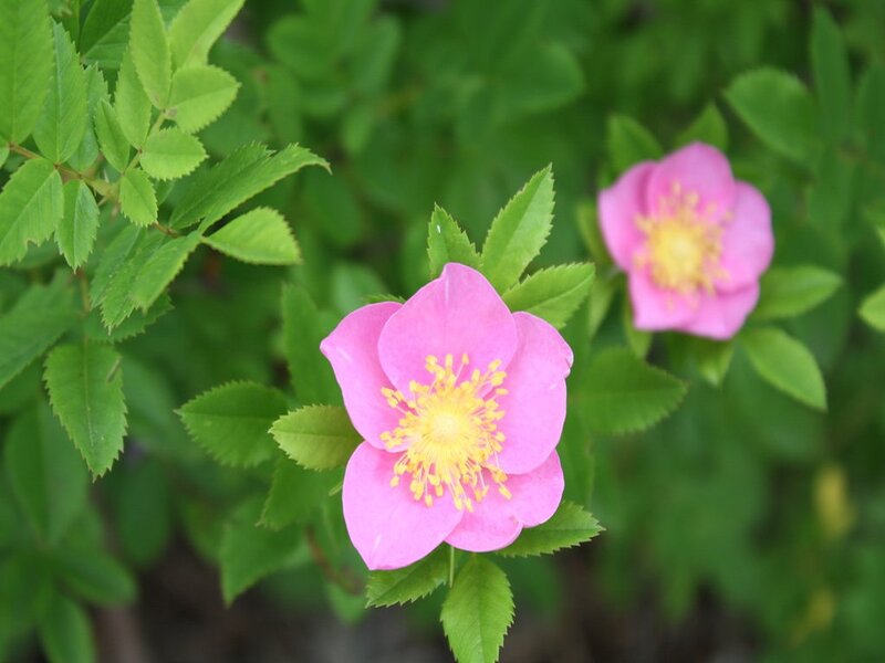 Pink Wild Rose Flowers