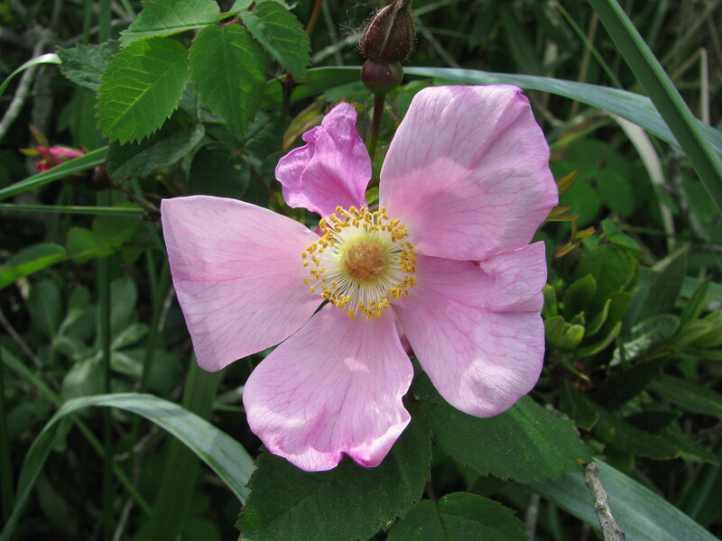 pink wild rose in bloom